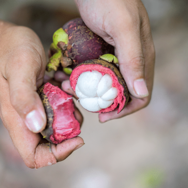 Fresh Thailand mangosteen fruit in a 0.5 kg pack, showing purple rind and white segmented flesh.