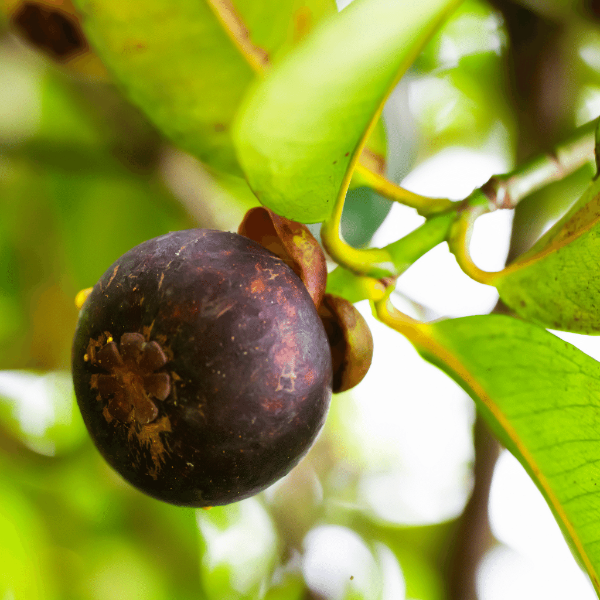 Fresh Thailand mangosteen fruit in a 0.5 kg pack, showcasing the dark purple rind and white segmented flesh.