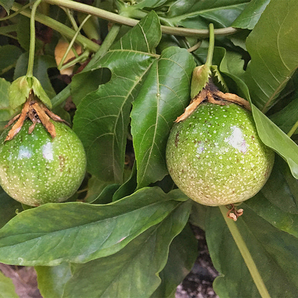 Holland Maracuya Yellow fruit in a 0.5 kg pack, fresh tropical passion fruit with yellow skin and vibrant interior.