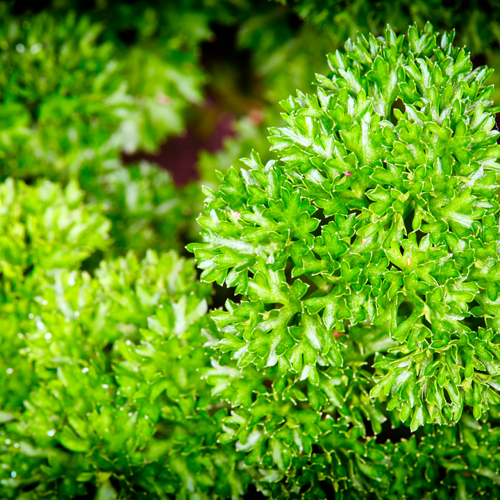 Marjoram, 0.1 kg bunch - Sharbatly.Club
