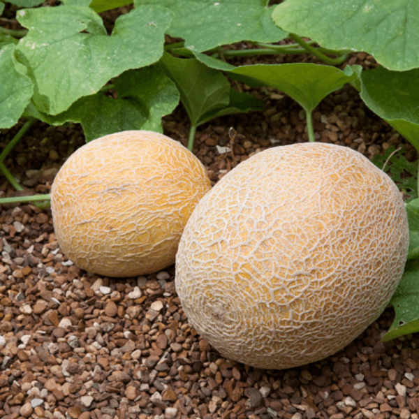 Fresh local sweet melon fruit from Local Market, single piece with vibrant green rind and orange flesh, ready to enjoy.