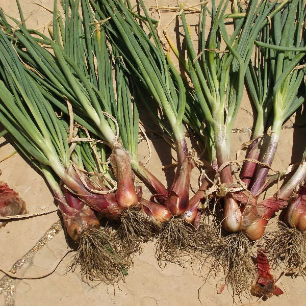 Round Holland shallots in a 0.25 kg vegetable pack, fresh and ready for cooking, shown in a close-up image.