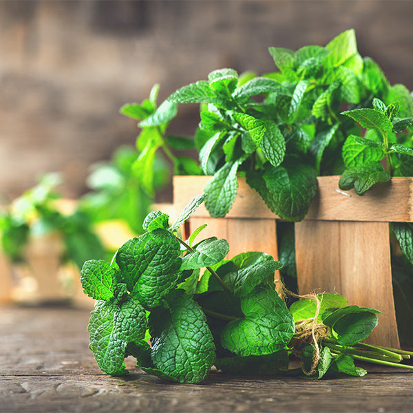 Fresh Hasawi/Madaniy mint herb from Medina in a 0.1 kg pack, showcasing vibrant green leaves for culinary use.