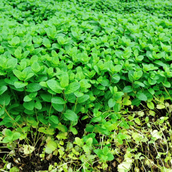 Organic peppermint mint herb plant in a pot, grown by Holland, showcasing fresh green leaves.