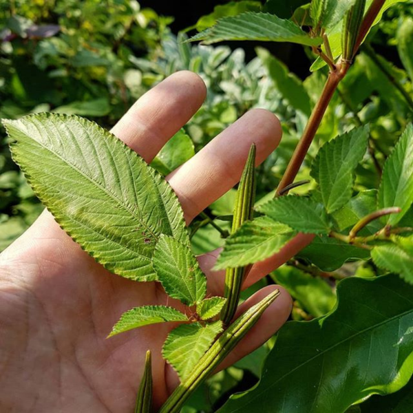 Fresh Molokhia leaves in a 0.25 kg pack, a popular vegetable from Local Market, shown in the image.