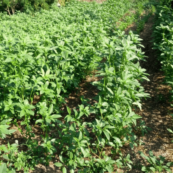 Fresh large bunch of Molokhia vegetable from Local Market, with vibrant green leaves ready for cooking or garnishing.