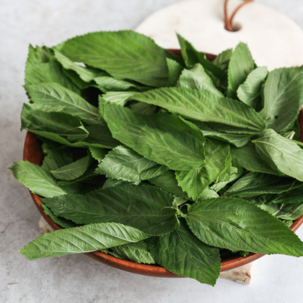 Fresh large bunch of Molokhia vegetable from Local Market, showcasing vibrant green leaves and sturdy stems.