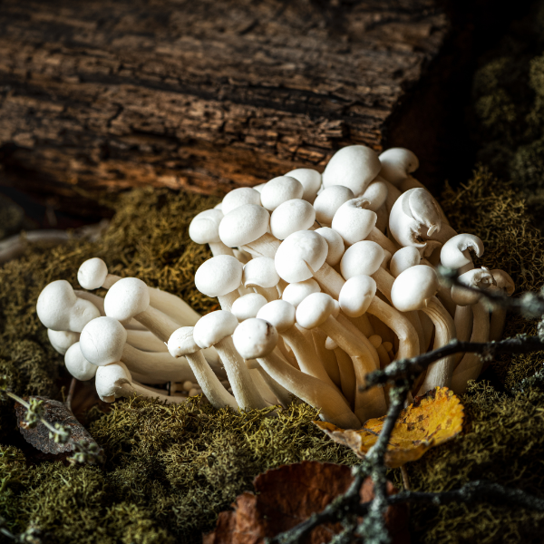 White Hon Shimeji mushrooms from Holland in a 0.150 kg vegetable pack, showing fresh, clustered mushrooms with white stems and caps.
