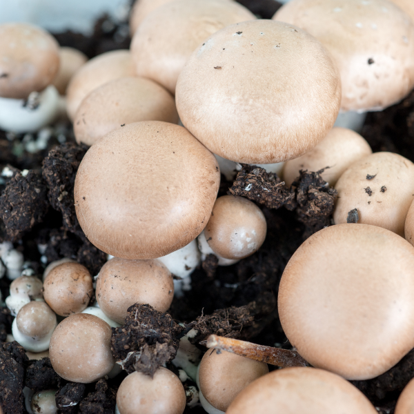 Fresh chestnut mushrooms in a 0.25kg pack from Sharbatly, showcasing their brown caps and sturdy stems.