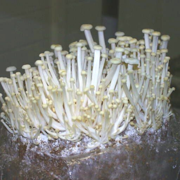 Fresh Holland enoki mushrooms, thin white vegetable fungi in a 0.1 kg pack, shown in a clear image.
