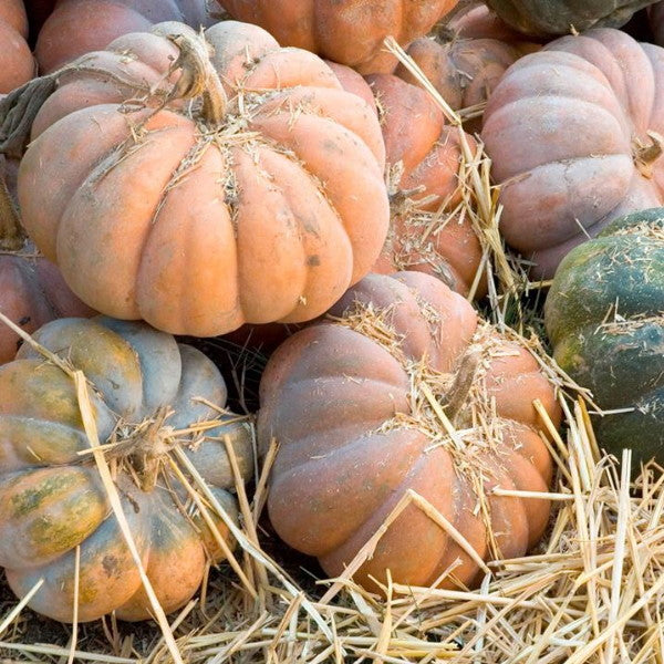 Fresh Pumpkin Musquee de Provence squash from Local Market, single whole vegetable with ribbed, mottled orange skin and green stem.