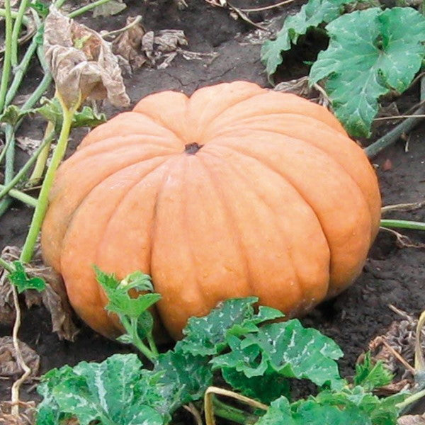 Single pumpkin Musquée de Provence squash from Local Market, showcasing its smooth, rounded orange vegetable with green stem.