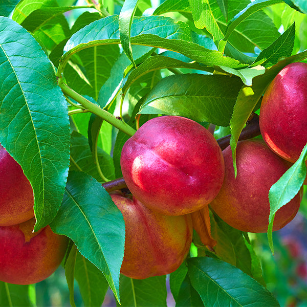 Fresh nectarines from Sharbatly, 1 kg pack, showcasing ripe, juicy fruit with vibrant orange skin in a natural setting.