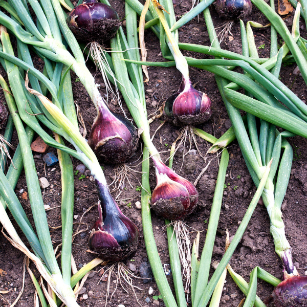 Fresh red onions in a 1.6 kg bag from Local Market, showcasing their vibrant color and round shape.