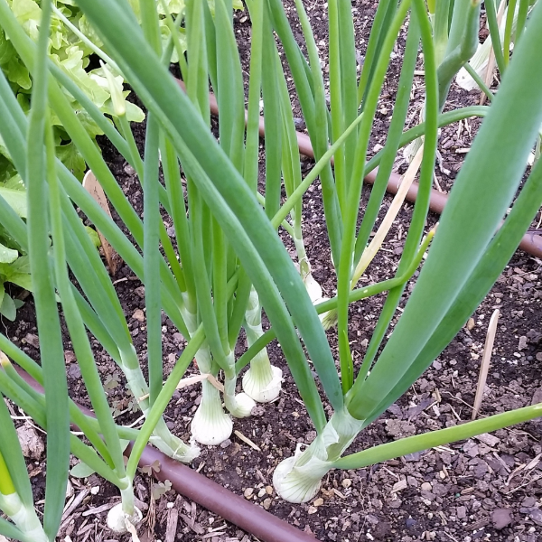 Fresh white pearl onions from Holland in a 0.5 kg pack, showcasing their smooth, round appearance and white skin.