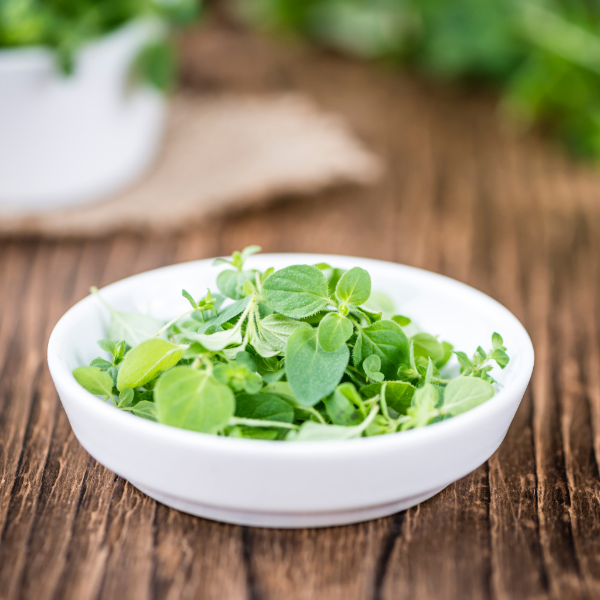 Fresh Kenya oregano herb bunch, 0.10 kg, with vibrant green leaves, ideal for cooking and garnishing dishes.