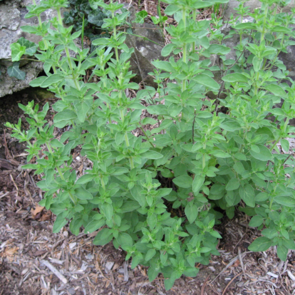 Fresh Kenya oregano herb bunch, 0.10 kg, with vibrant green leaves ideal for cooking and garnishing.