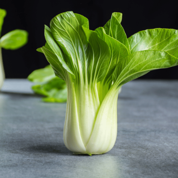 Fresh Holland Shanghai pak-choi vegetable with vibrant green leaves and crisp white stalks on a white background.