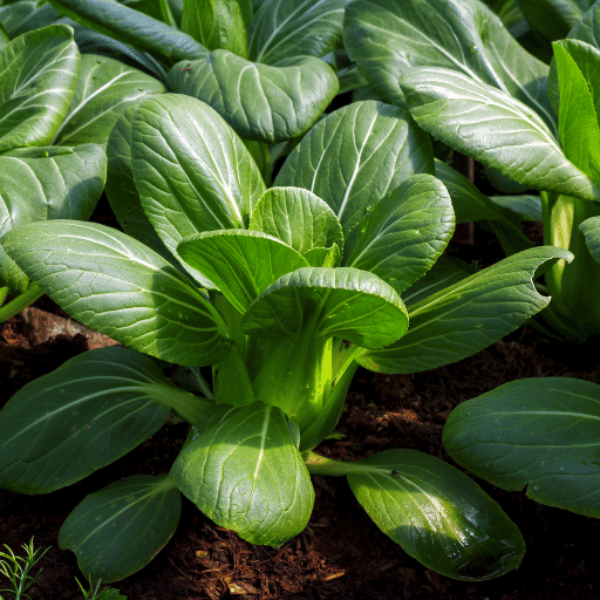 Fresh Shanghai pak-choi vegetable with vibrant green leaves and crisp white stems, displayed as a single piece from Holland.