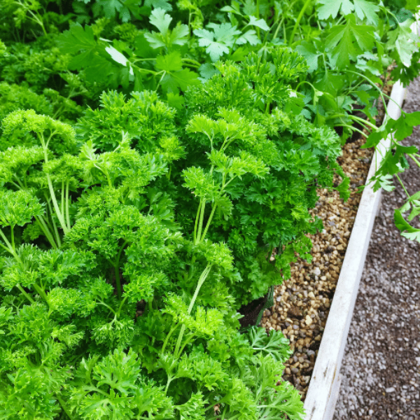 Fresh curly parsley bunch from Holland, 0.1 kg, with vibrant green, ruffled leaves ideal for garnishing and cooking.