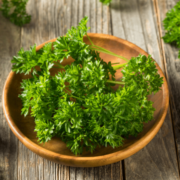 Fresh curly parsley bunch from Holland, herb with bright green, frilly leaves, ideal for garnishing and cooking.