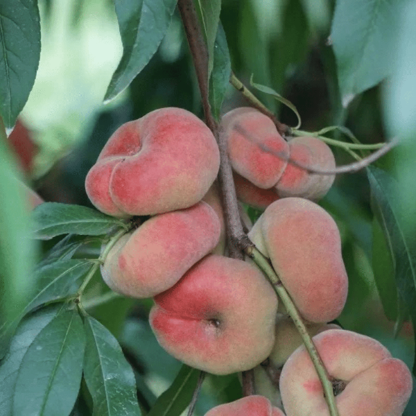 Fresh flat peaches with white flesh in a 1 kg pack from Sharbatly, showcasing ripe, juicy fruit with smooth skin.