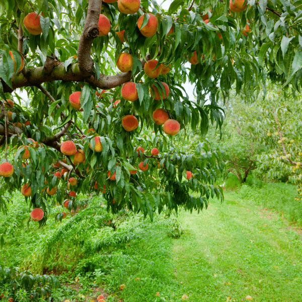 Fresh Sharbatly peaches in a 1 kg pack, showcasing ripe, juicy fruit with vibrant orange skin and natural texture.
