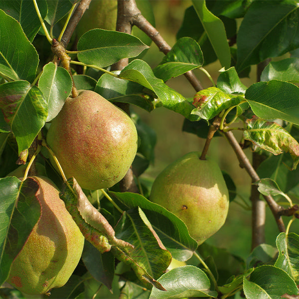 Fresh Anjou pears from Sharbatly in a 1 kg pack, showcasing their smooth green skin and plump, ripe appearance.