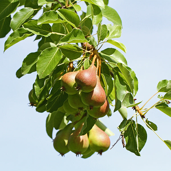 Fresh Coscia pears from Sharbatly, 1 kg pack, showcasing ripe, green pears with smooth skin on a natural background.