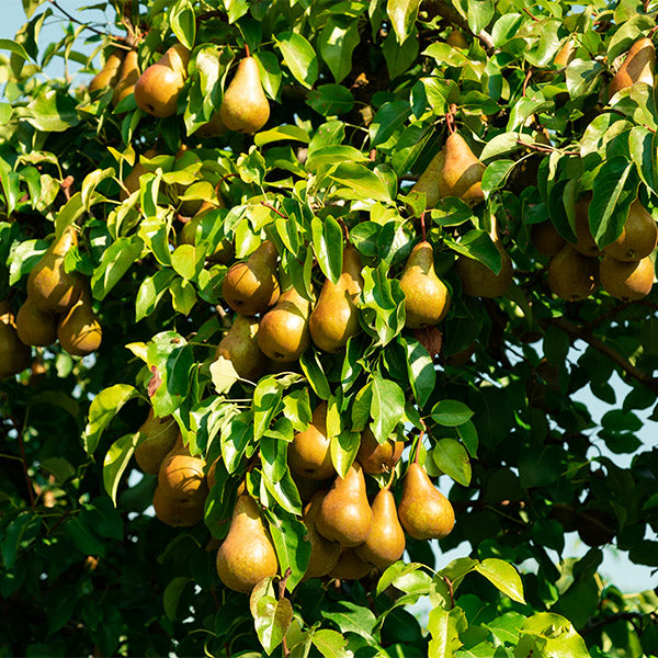 Fresh Ercolini pears from Sharbatly in a 1 kg pack, shown outdoors with green leaves and natural sunlight.