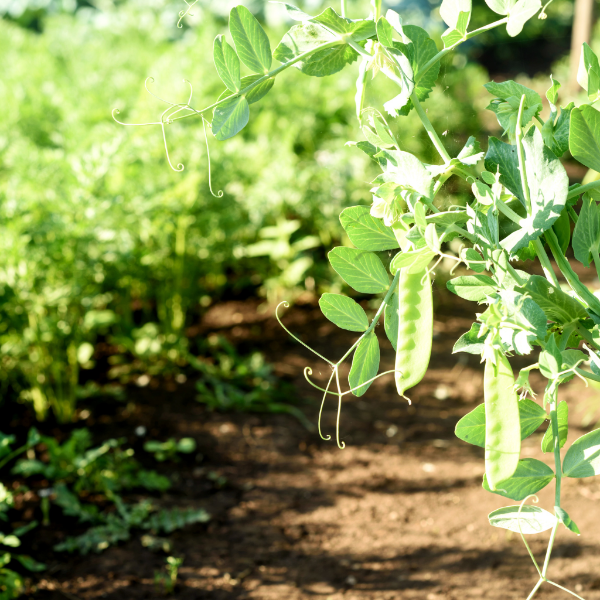 Fresh mangetout snow peas from Kenya packed in a 0.25 kg vegetable pack, showcasing vibrant green pod vegetables.