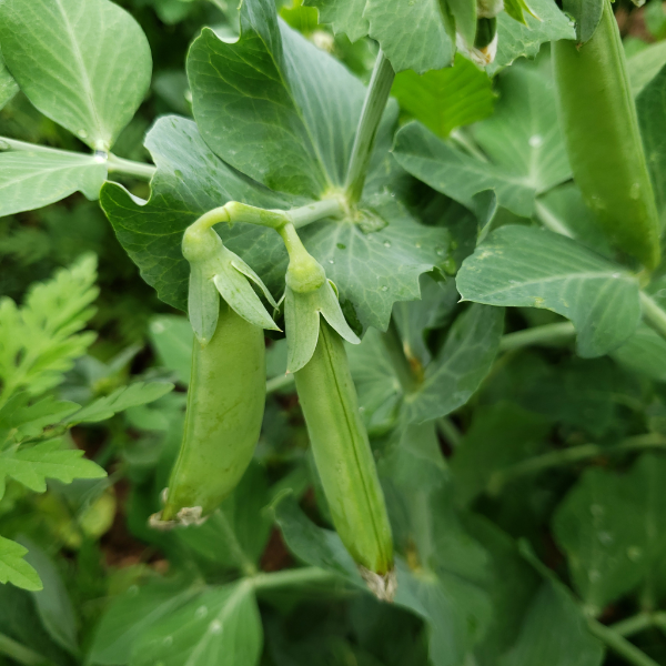 Fresh string-less sugar snap peas from Kenya in a 0.250 pack, vibrant green vegetable, ideal for salads and snacking.