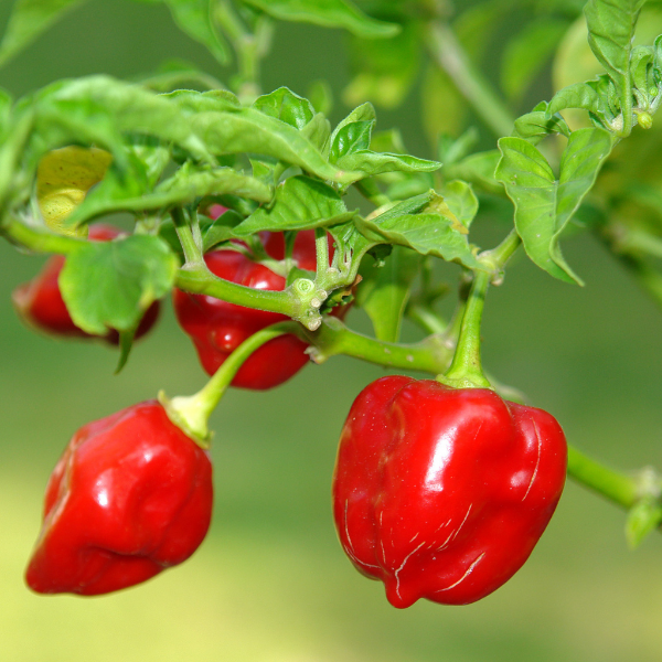 Red habanero pepper herb from Holland, 0.15 kg pack, vibrant red peppers with green stems, fresh and spicy.
