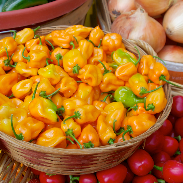 Yellow habanero pepper herb from Holland in a 0.15 kg pack, showcasing vibrant yellow peppers on a fresh herb plant.