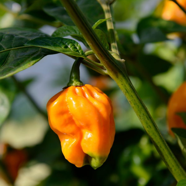 Yellow habanero pepper herb pack by Holland, showing vibrant yellow peppers in a 0.15 kg package.