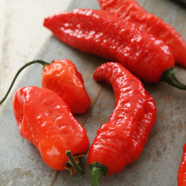 Holland Naga Jolokia hot chili pepper herb, 0.15 kg pack, featuring vibrant red peppers with wrinkled skin and green stems.