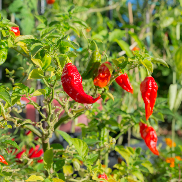 Holland Naga Jolokia hot chili pepper herb in a 0.15 kg pack, vibrant red and green peppers with glossy skin.