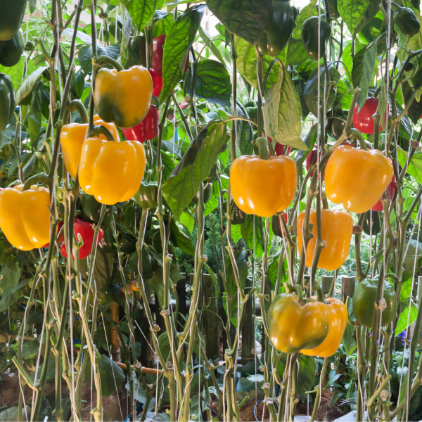 Yellow capsicum peppers from Local Market, 1 kg pack, fresh and vibrant vegetables for cooking or salads.