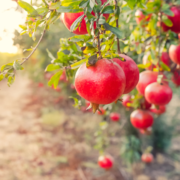 Fresh pomegranates in a 2 kg carton from Local Market, showcasing vibrant, ripe fruit with textured red skin.