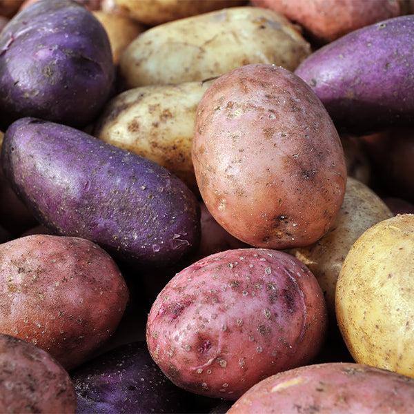Holland baby mix potatoes in a 1 kg pack, fresh vegetable with small, tender potatoes in a natural setting