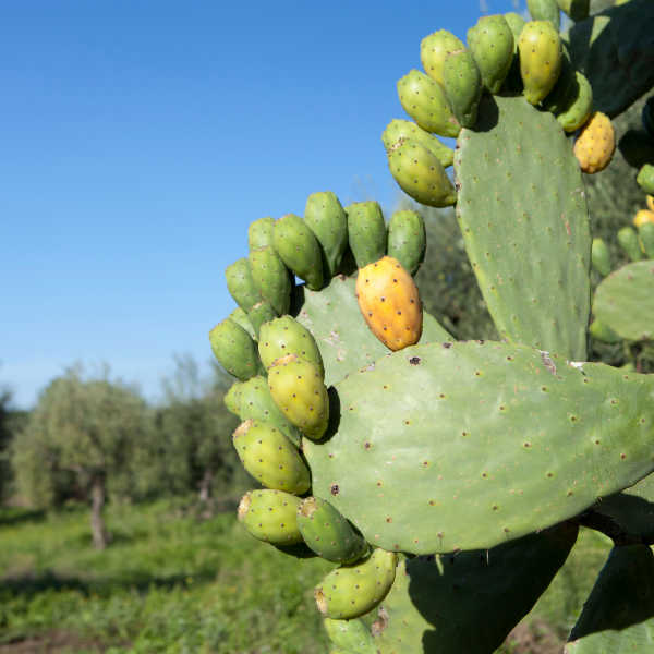 Fresh prickly pears cactus pears in a 1 kg pack, showcasing their spiky exterior and vibrant color, from local market.