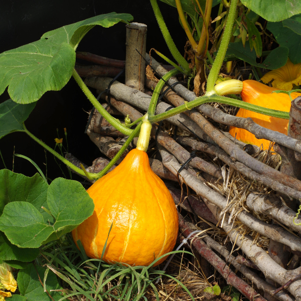 Holland red Kuri Hokkaido pumpkin vegetable, single bright orange squash with smooth skin and rounded shape.