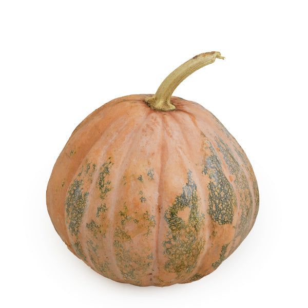 Fresh Baladi pumpkin squash vegetable from Local Market, single piece with vibrant orange color and smooth surface.