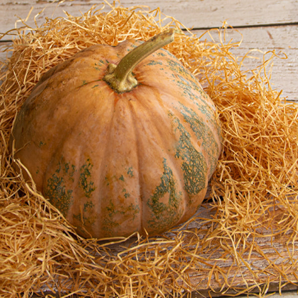 Fresh Baladi pumpkin squash vegetable from Local Market, single piece with bright orange skin and green stem, ready for cooking.