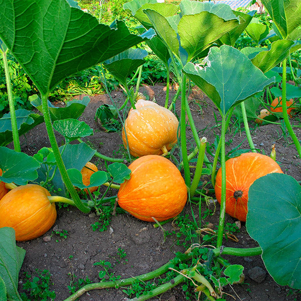 Medium Holland Trickster pumpkin for carving, single vegetable piece, shown outdoors with natural lighting and autumn background.