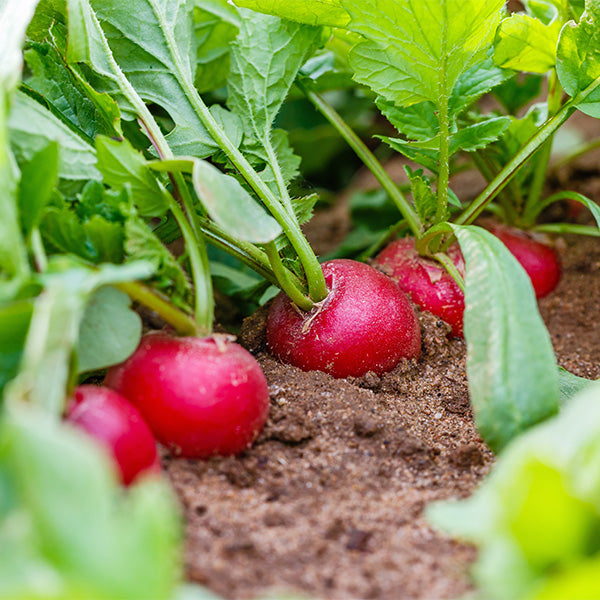 Fresh red radishes from Holland, in a 0.125 kg vegetable pack, showcasing vibrant, crisp roots on a natural background.