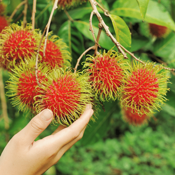 Fresh rambutan fruit from Thailand, 0.5 kg pack, showing vibrant red hairy skin and juicy interior.