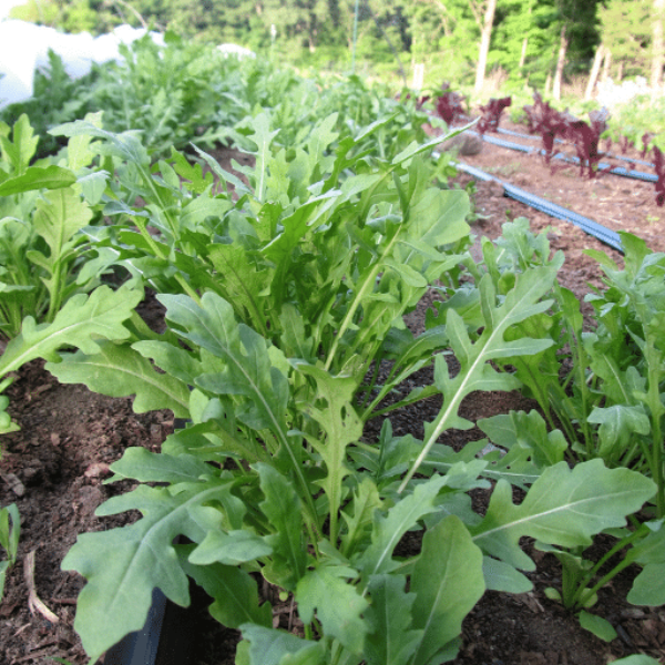 Fresh Holland wild rocket vegetable pack, 0.125 kg, vibrant green leafy herb with slender, jagged leaves for salads and garnishes.
