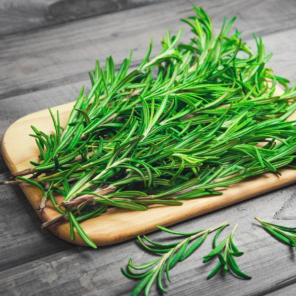 Organic Holland rosemary herb plant in a pot, fresh green leaves, ready for culinary use or gardening.