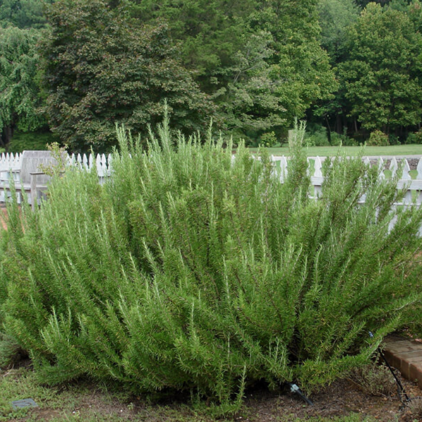 Organic Holland rosemary herb plant in a pot, showcasing fresh green leaves and healthy growth.